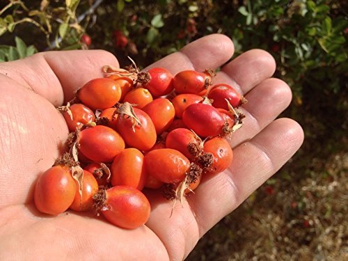 US Organic Rosehip Seed Oil, USDA Certified Organic, Cold Pressed, Virgin Organic, Amber Glass Bottle and Glass Eyedropper for Easy Application - 4 oz (115 ml)