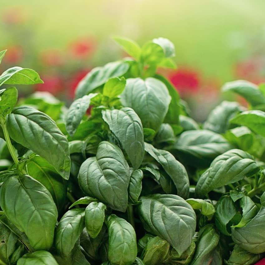 Natural Lip Balm, Perioral Dermatitis Treatment, Calendula, Healing Lip Balm with Immune Supportive Basil & Rosemary Essential Oil, Organic Coconut Oil, 2 Pak, Ora's Amazing Herbal